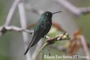 キューバヒメエメラルドハチドリ　Cuban Emerald